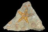 Fossil Starfish (Petraster?) & Edrioasteroids - Morocco #180855-1